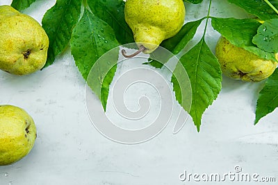Frame ripe organic yellow green pears tree branches with fresh leaves with rain drops on scratched grey metal background. Autumn Stock Photo