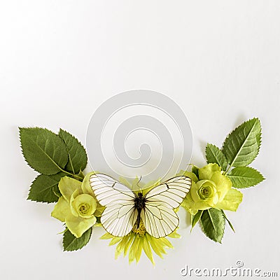Frame with roses, green flowers leaves and butterflay on white background. Stock Photo
