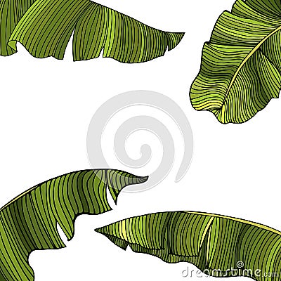 Frame for text from exotic, green leaves of a banana tree isolated on white background. Idea for poster, greeting card, flyer, Vector Illustration