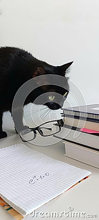 In the frame there are books, a notebook in which a mathematical formula is written, a pen and a cat that is sniffing books. Stock Photo