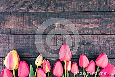 Frame of tulips on dark rustic wooden background. Spring flowers Stock Photo