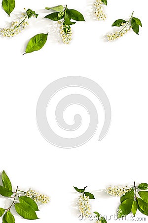 Frame of twigs with leaves and flowers bird cherry tree Prunus padus, hackberry, hagberry, Mayday tree on white background Stock Photo