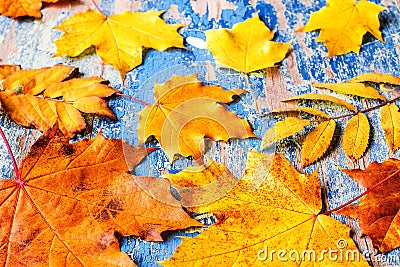 Frame from vivid colorful autumn leaves on the grunge wooden cyan desk Stock Photo