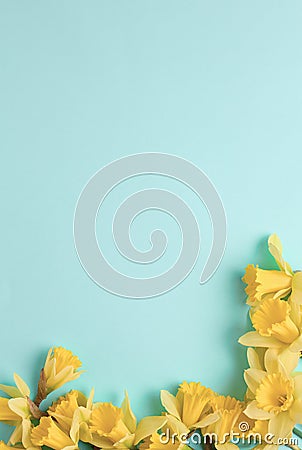 Frame of yellow flowers on a blue background. beautiful spring flowers of daffodils. simple holiday layout with place for text. Stock Photo