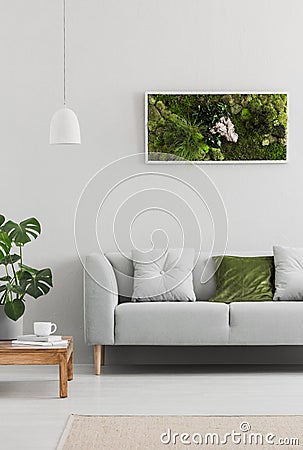 Framed, green moss garden on a white wall in a trendy living room interior with an elegant, gray sofa and a wooden table. Real pho Stock Photo