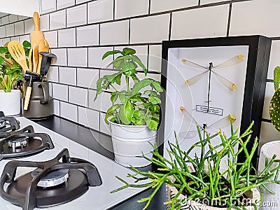 Framed taxidermy dragonfly art in a black and white subway tiled kitchen with numerous plants Stock Photo