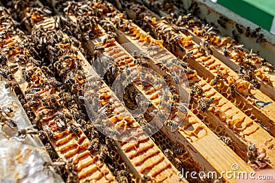 Frames of beehive. Close up view of opened hive body showing frames populated by honey bees. Nature, insects. Stock Photo