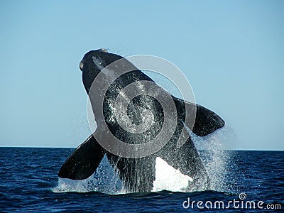Southern Right Whale jump Stock Photo
