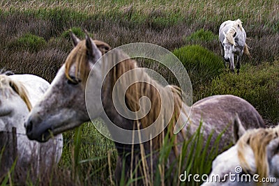 France - Camargue - wild horses Editorial Stock Photo