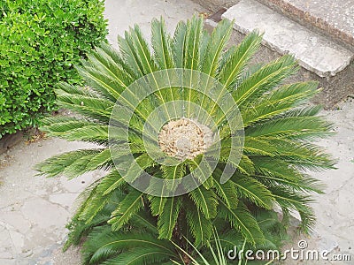 France Cannes Cote d Azur palm tree Stock Photo