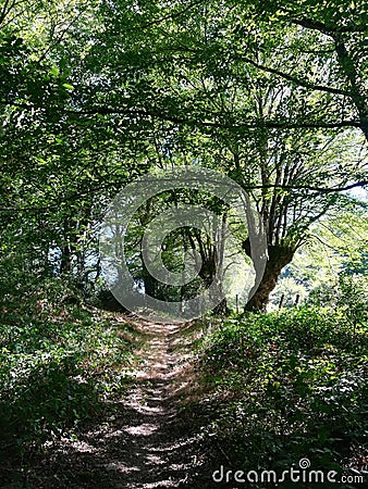 France, Creuse, Gargilesse. Forest path in spring surrounded by old trees. Stock Photo