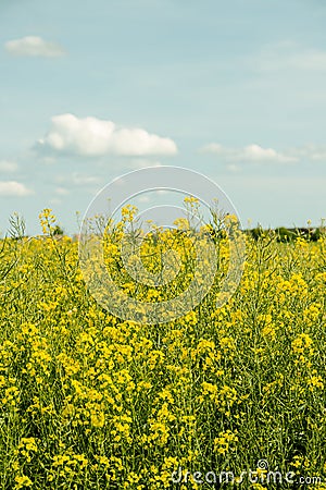 France Fields Of Yellow Stock Photo