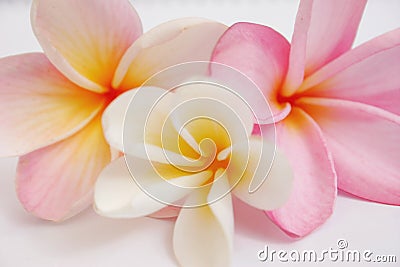 Frangipani Stock Photo