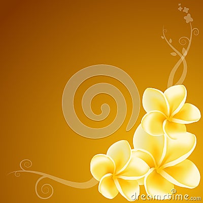 Yellow Frangipani Flowers Stock Photo