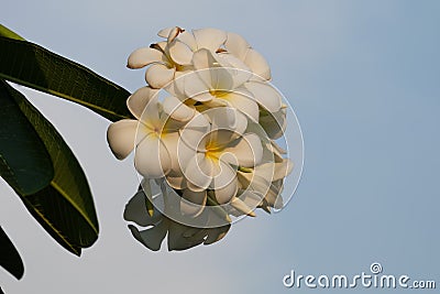 Frangipani with bluesky background Stock Photo