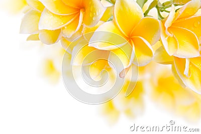 Frangipani flower Stock Photo