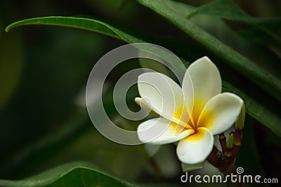 Frangipani flower blooming on a branch Stock Photo