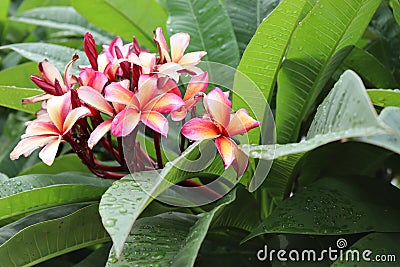 Frangipani flower blooming on green leaves branches hanging on tree in the garden. Stock Photo