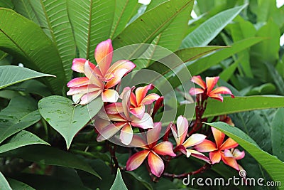 Frangipani flower blooming on green leaves branches hanging on tree in the garden. Stock Photo