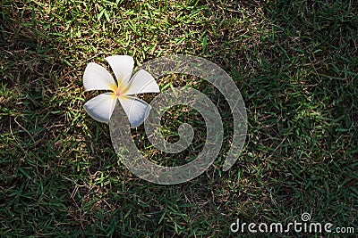 Frangipani flower Stock Photo