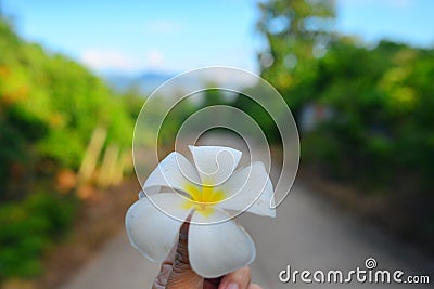 Frangipani flower Stock Photo