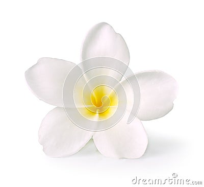 Frangipani flower Stock Photo