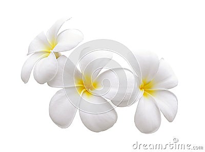 Frangipani flower isolated white background Stock Photo