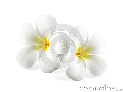 Frangipani flower isolated on white background Stock Photo