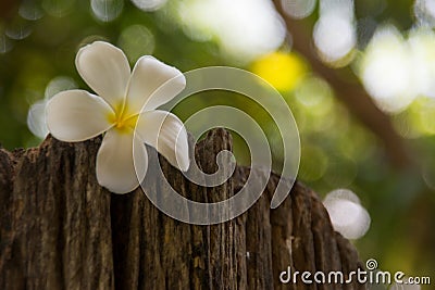 Frangipani is a flower of Thai`spa Stock Photo