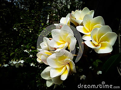 Frangipani flower and water drops Stock Photo