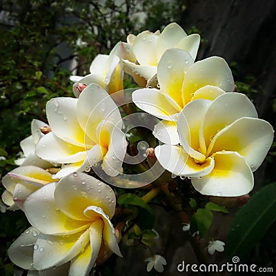 Frangipani flower and water drops Stock Photo