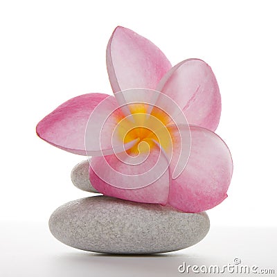 Frangipani flower on White Pebbles Stock Photo