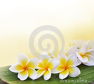 Frangipani flowers on the banana leaf Stock Photo