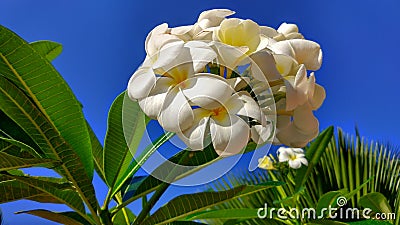 Frangipani, flowers, beautiful Africa, blue sky Stock Photo