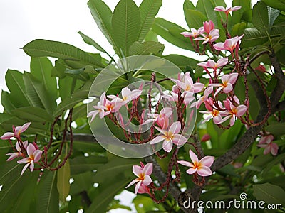 Frangipani flowers blooming. Pink Frangipani, Plumeria, Temple Tree, Graveyard Tree Stock Photo
