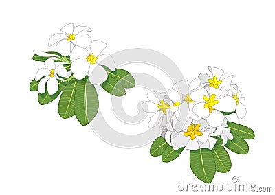 Frangipani flowers Close up beautiful Plumeria on white background illustration Stock Photo