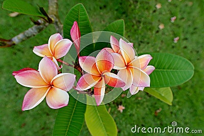 Frangipani flowers Stock Photo