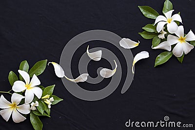 Frangipani flowers local of asia decoration on white Stock Photo