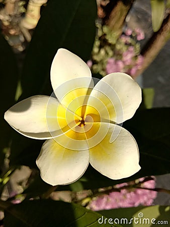 Frangipani flowers Stock Photo