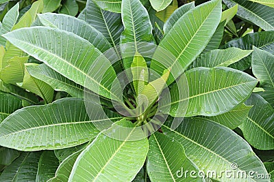 Frangipani green leaves branches hanging on tree in the garden. Stock Photo