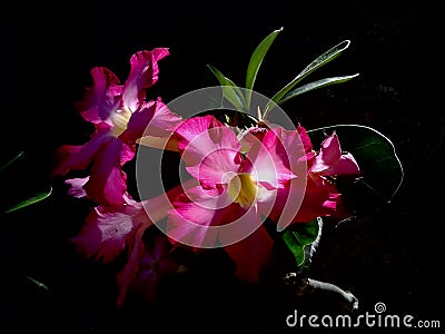 Desert Rose , pink Flowers Stock Photo