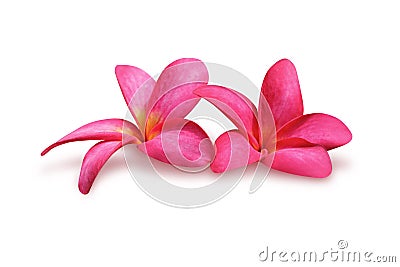 Frangipani (plumeria) Stock Photo