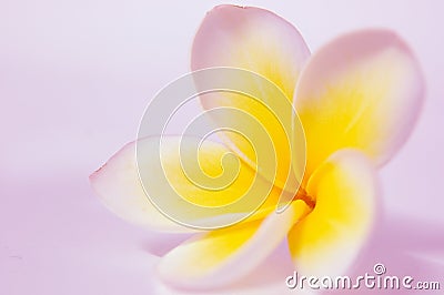 frangipani Plumeria Stock Photo