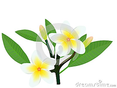 Frangipani plumeria Cartoon Illustration