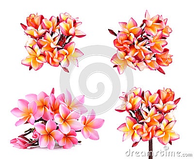 Frangipani or Plumeria Flower Isolated on White Background Stock Photo