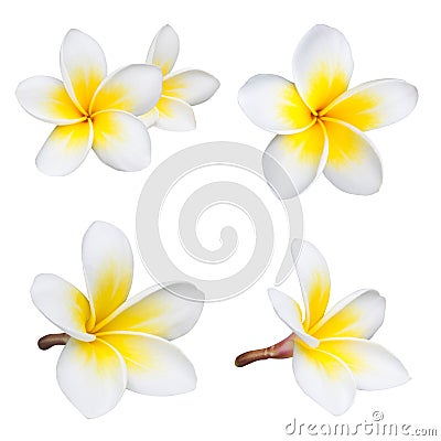 Frangipani or Plumeria flower Stock Photo