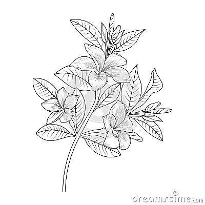 Frangipani, plumeria flower outline, Beautiful botanical leaf of branch illustration, realistic flower pencil drawings, Vector Illustration
