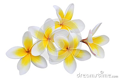 Frangipani (plumeria) flowers isolated on white Stock Photo