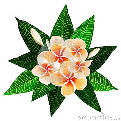 Frangipani plumeria flowers with leaves. Stock Photo