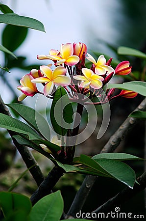 Frangipani (Plumeria rubra) Stock Photo